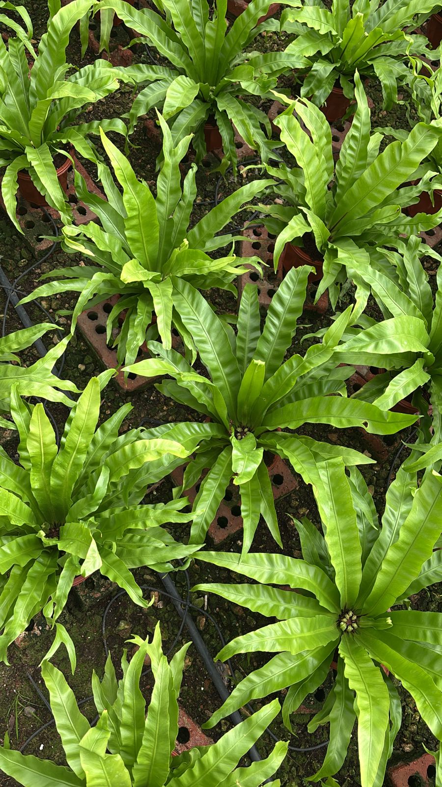 Asplenium