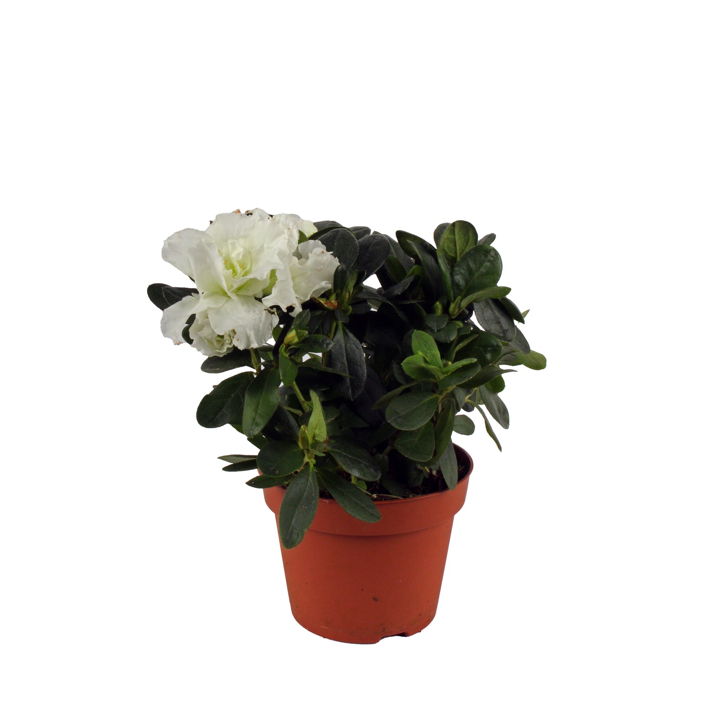 Azalea, a scarlet symphony perfect for modern and traditional interiors.