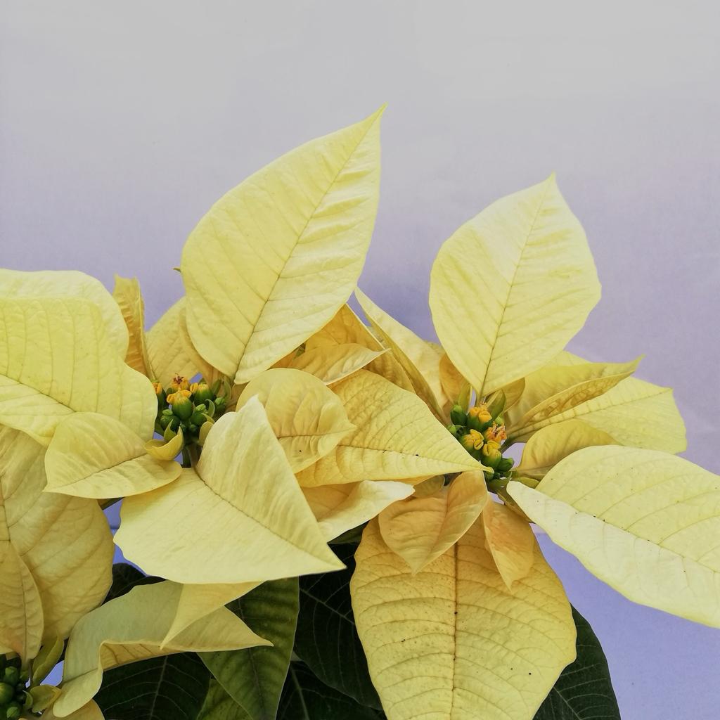 White Poinsettia