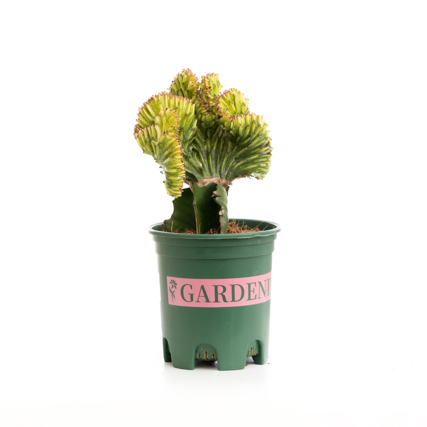 Green Coral Cactus