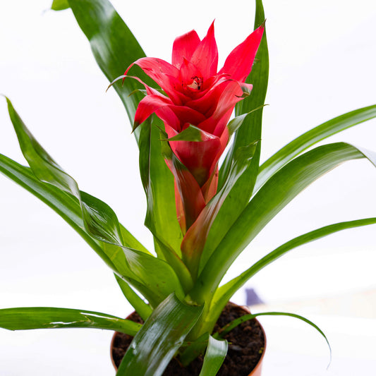 Guzmania (Pink)