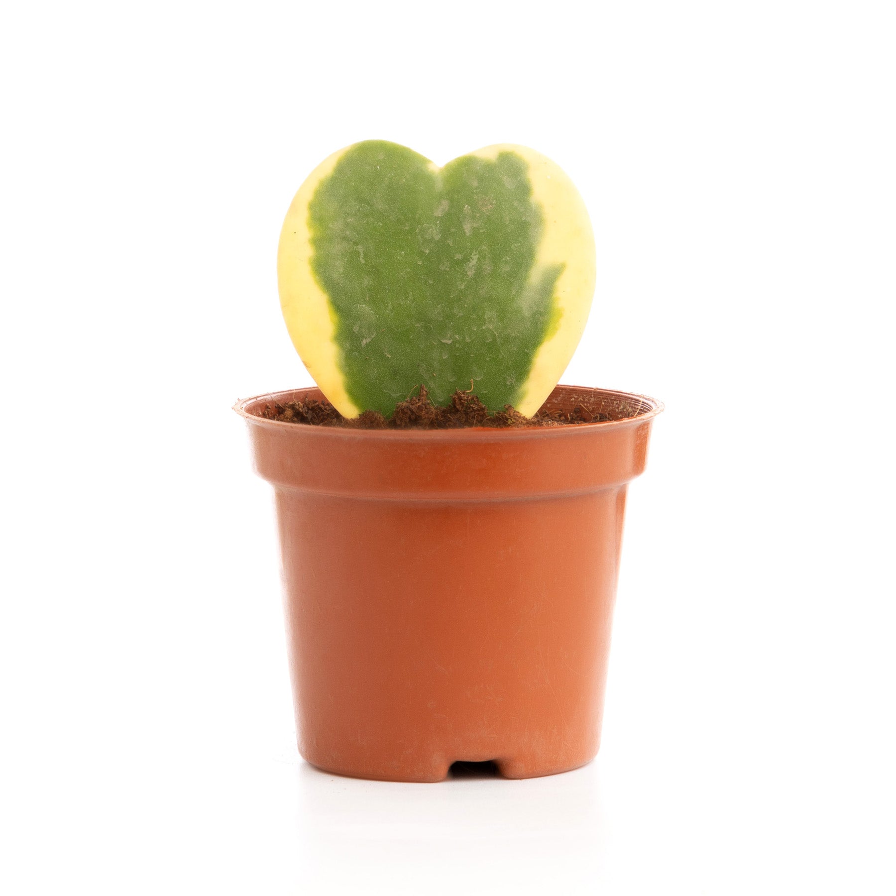 Yellow Heart Cactus – Floramix