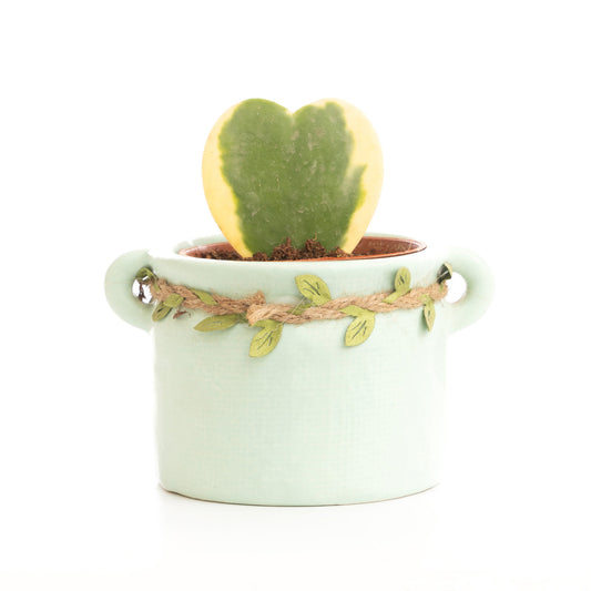 Yellow Heart Cactus