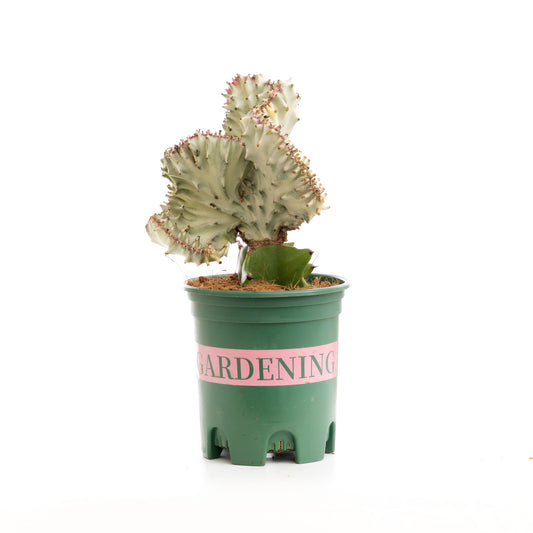 Minty Coral Cactus