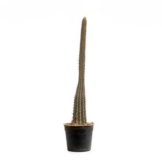 Nycto Cactus
