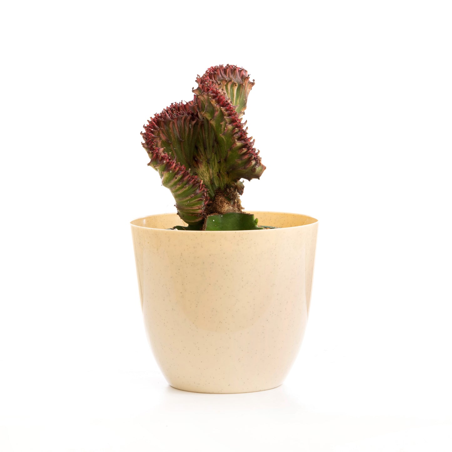 Pink Twister Coral Cactus