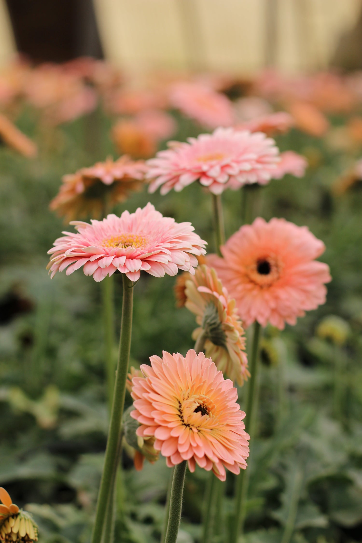 Flower Bouquets