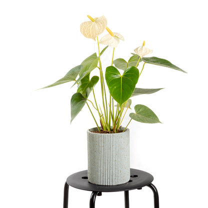 White Anthurium
