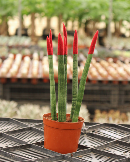 Spear Sansevieria