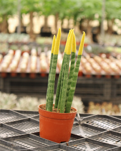 Spear Sansevieria