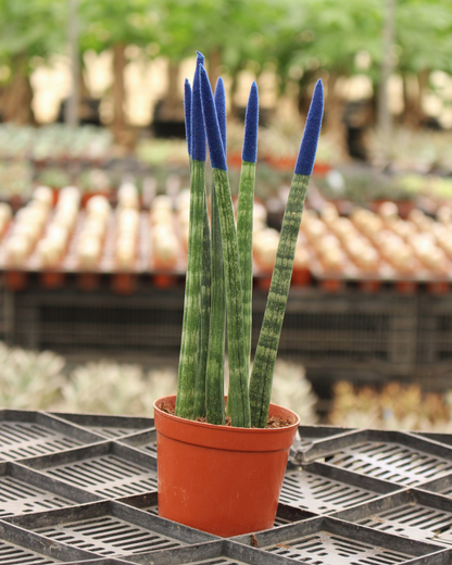 Spear Sansevieria
