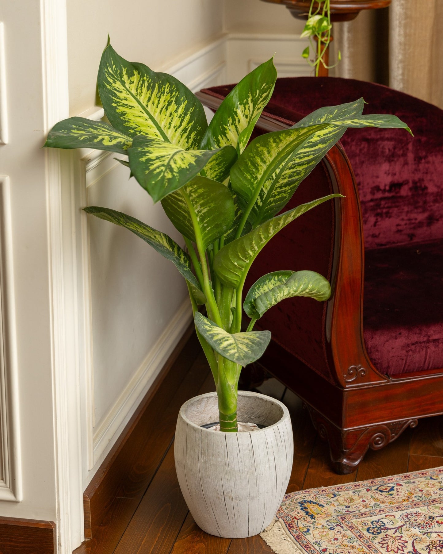 Dieffenbachia Tropic Snow