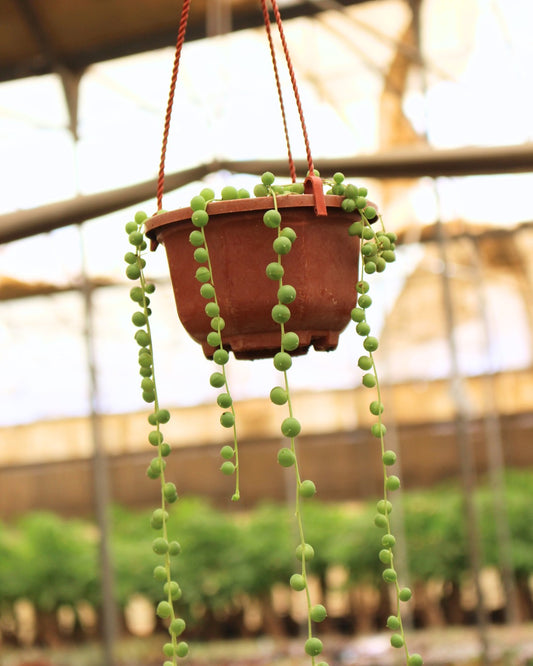 String of Pearls