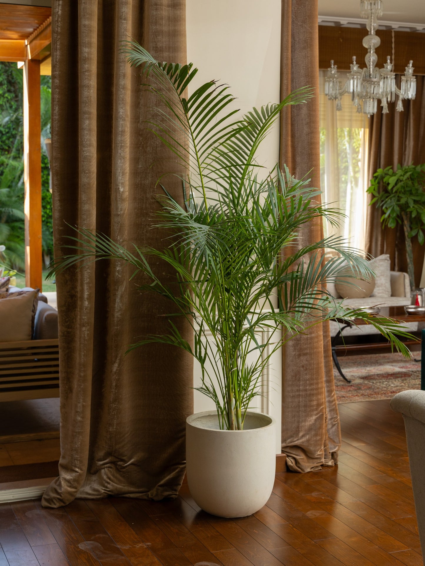 Bamboo Palm