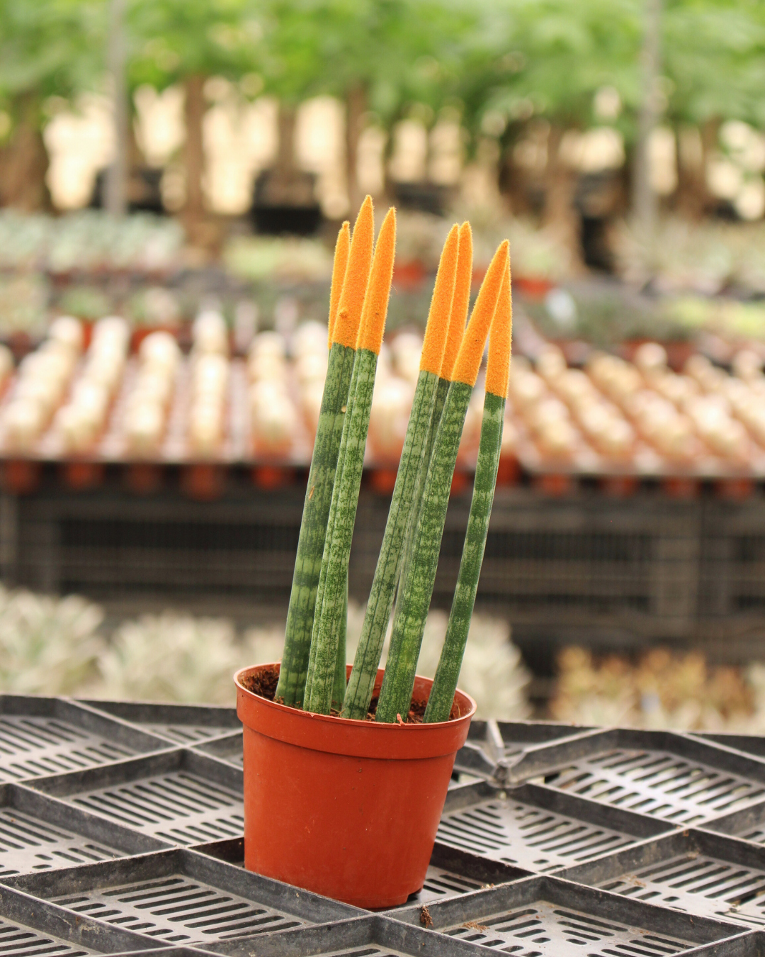 Spear Sansevieria