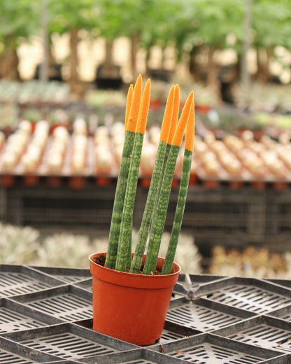 Spear Sansevieria
