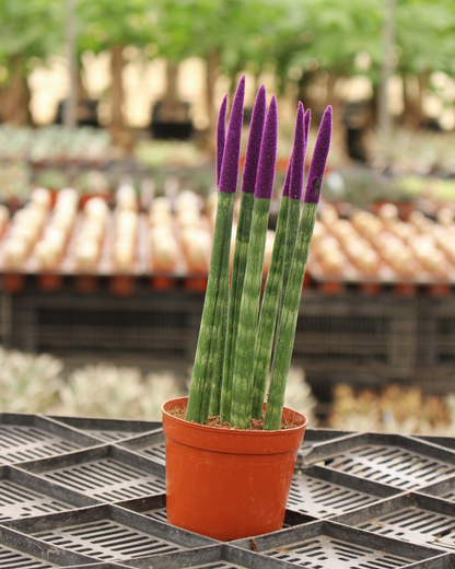 Spear Sansevieria