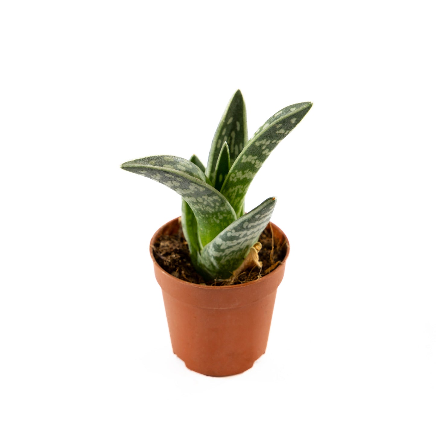 Aloe plant with succulent green leaves, ideal for both modern and traditional interiors.