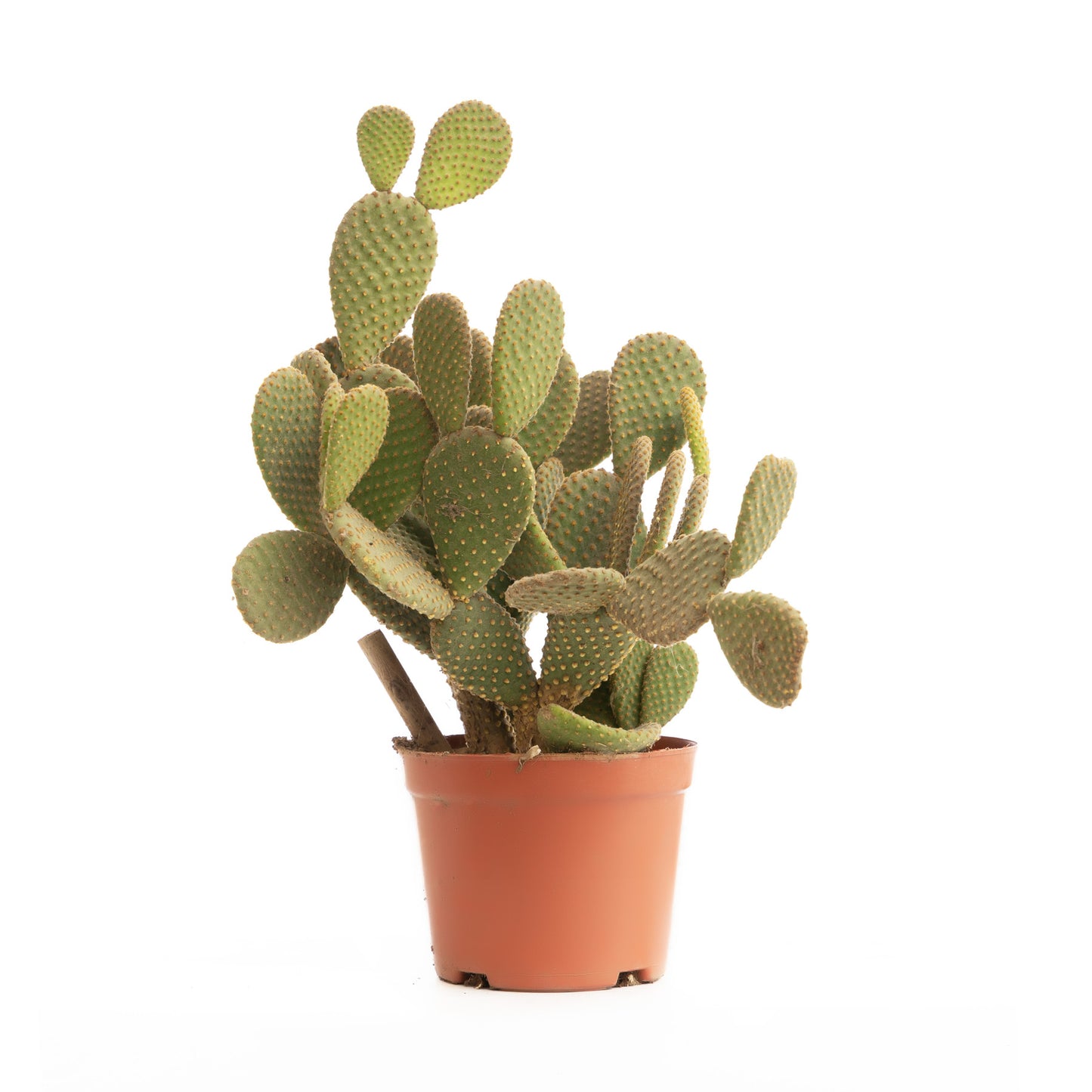 Bunny Ear Cactus
