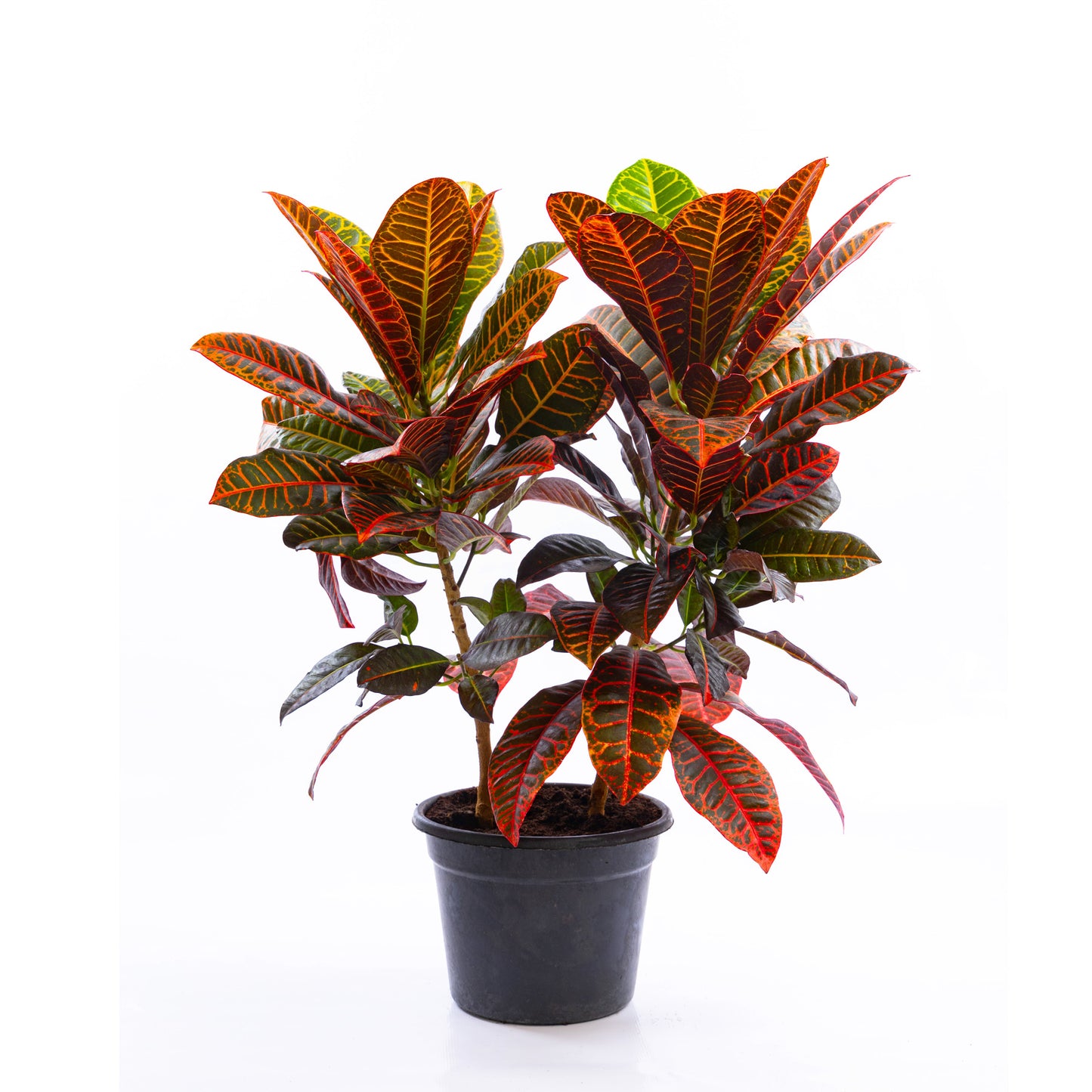 Croton Petra