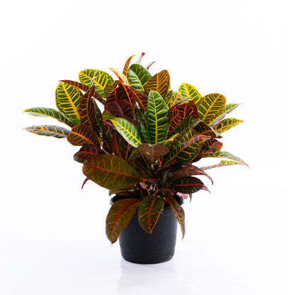 Croton Petra