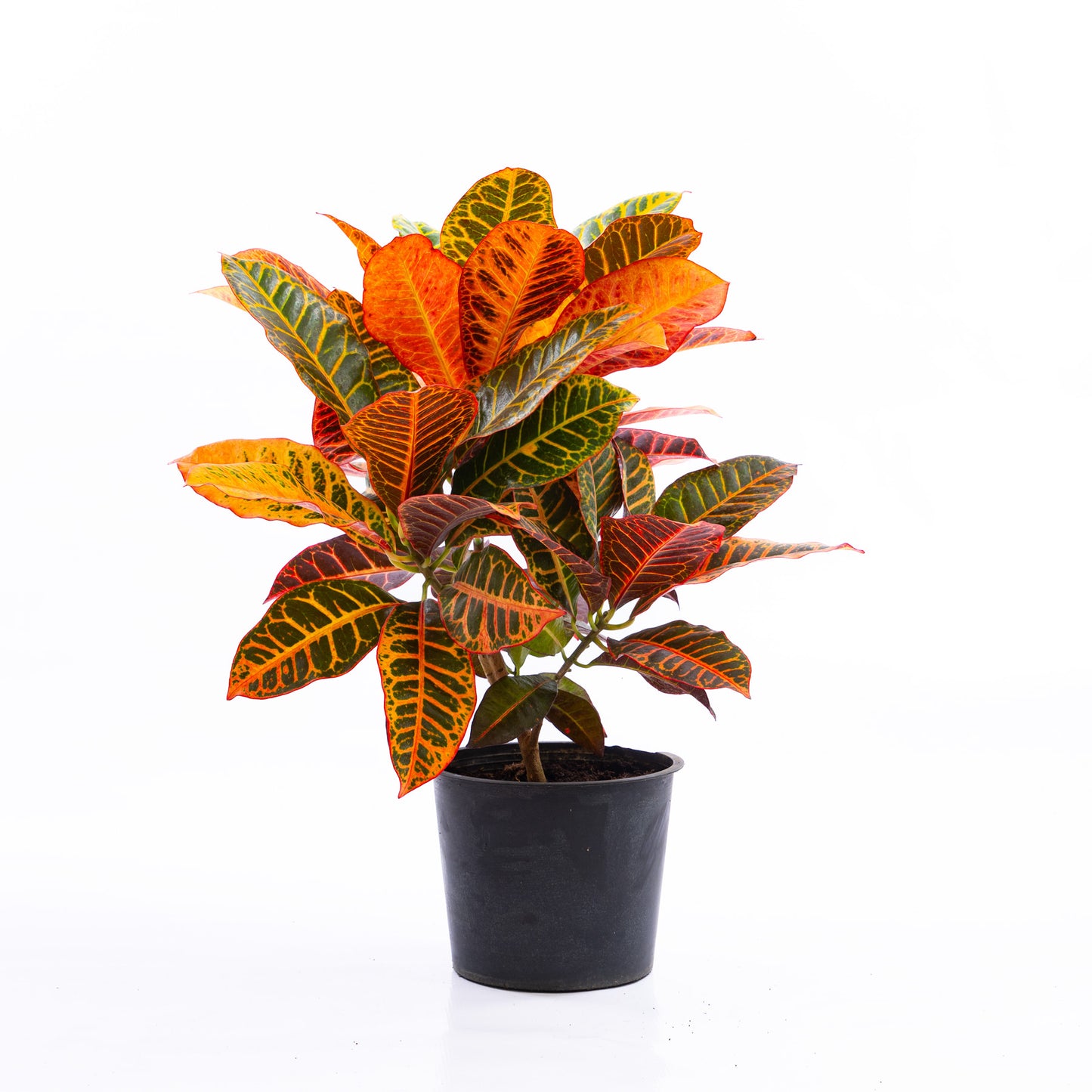 Croton Petra