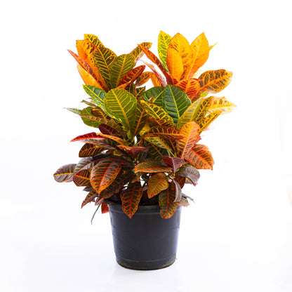 Croton Petra