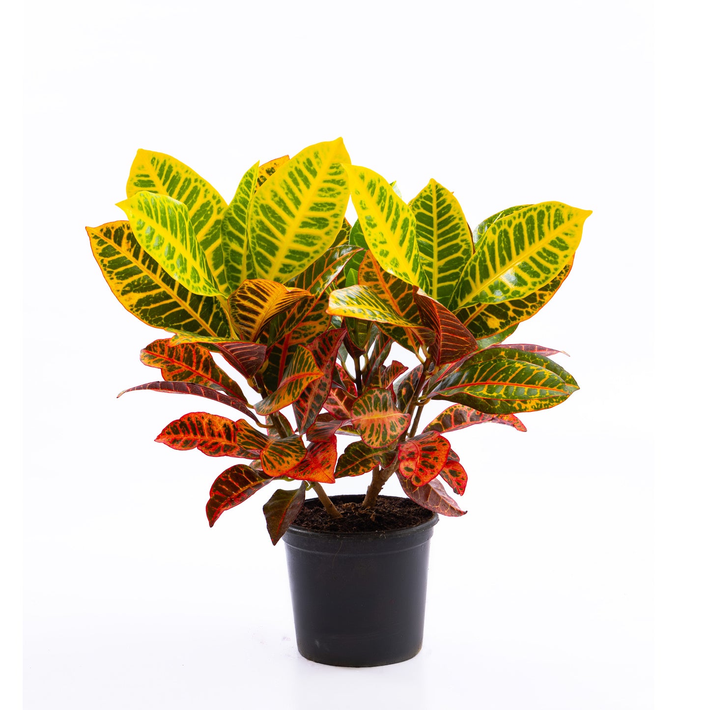Croton Petra