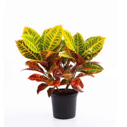 Croton Petra
