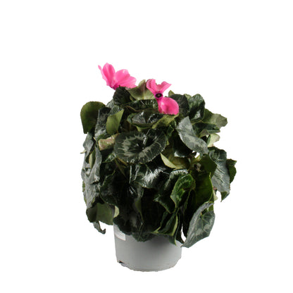 Pink Cyclamen