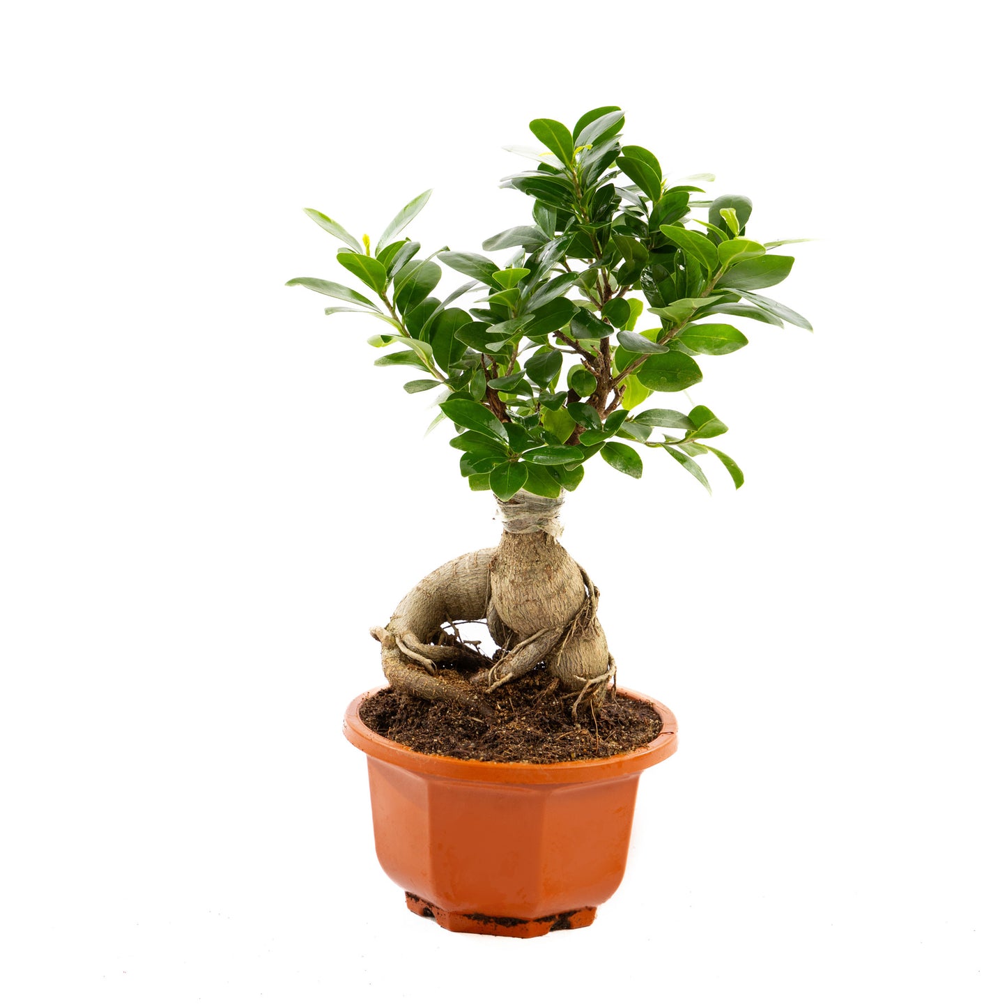 Ficus Ginseng, a botanical masterpiece with twisted trunks and glossy leaves, perfect for modern and traditional interiors, thriving in bright indirect light.