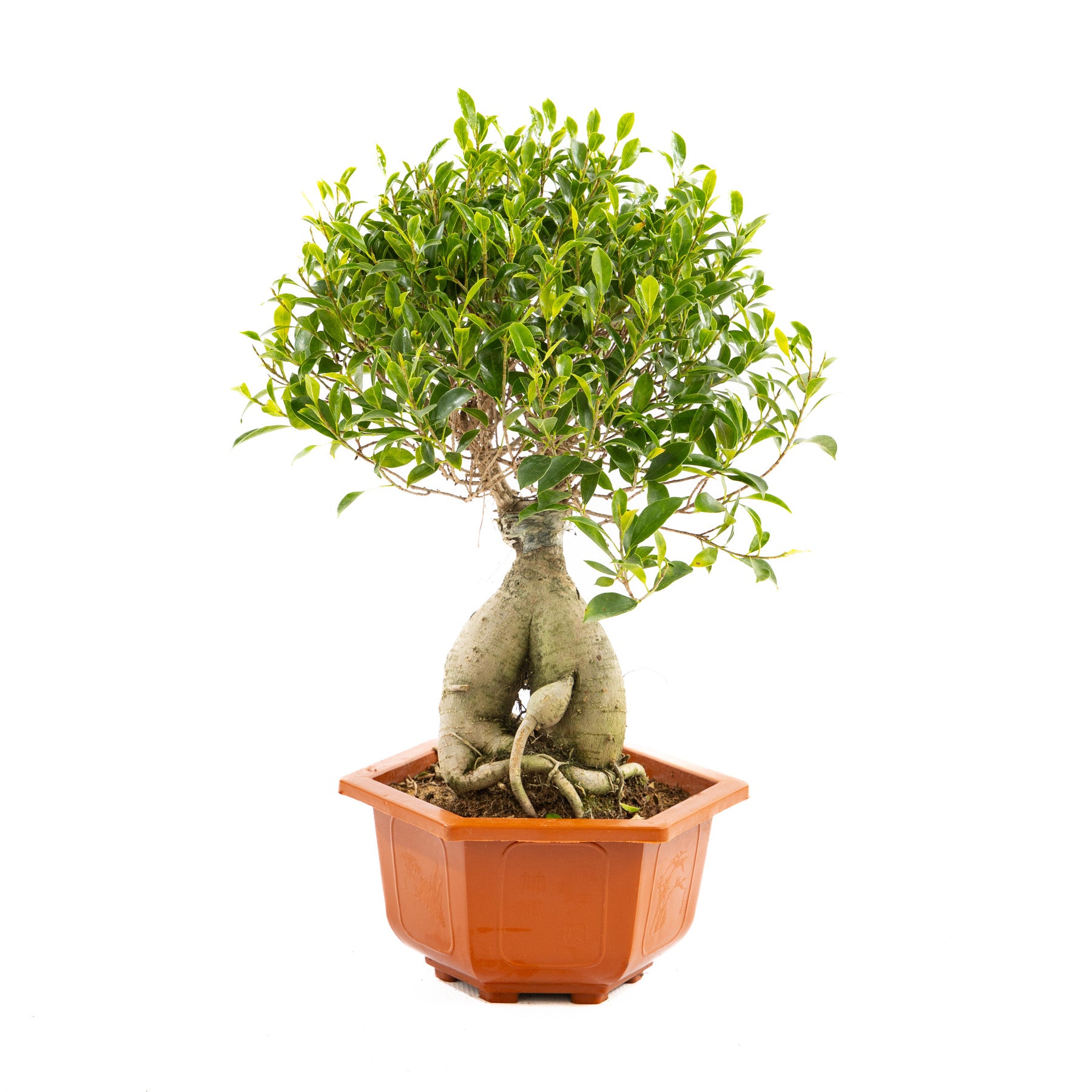 Ficus Ginseng, a botanical masterpiece with twisted trunks and glossy leaves, perfect for modern and traditional interiors, thriving in bright indirect light.