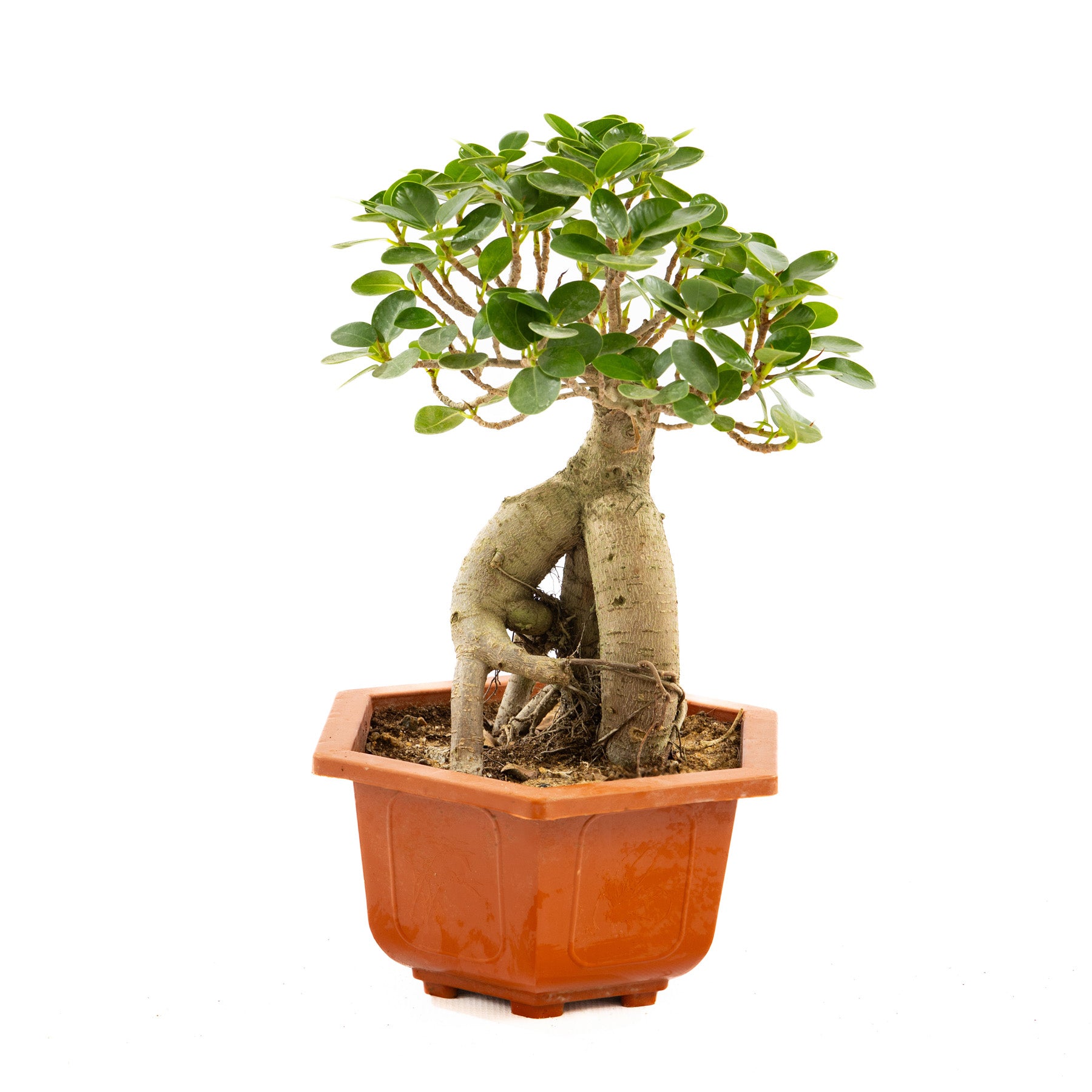 Ficus Ginseng, a botanical masterpiece with twisted trunks and glossy leaves, perfect for modern and traditional interiors, thriving in bright indirect light.