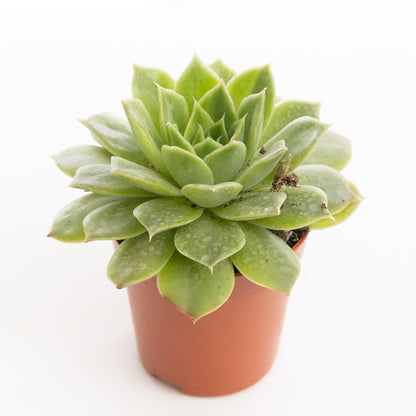 Green Echeveria