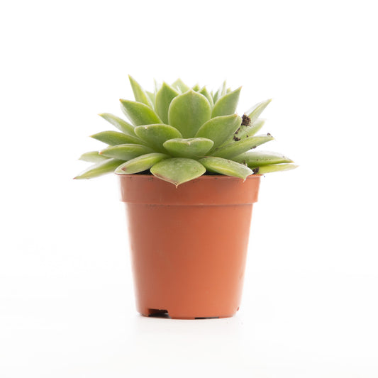 Green Echeveria
