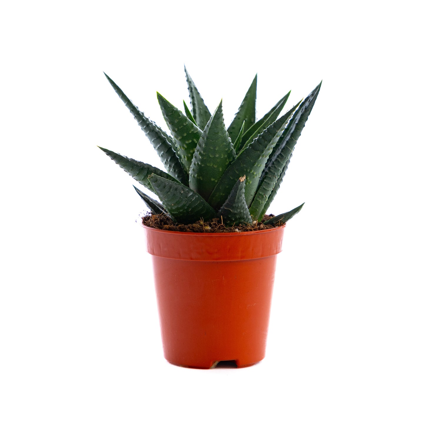 Haworthia