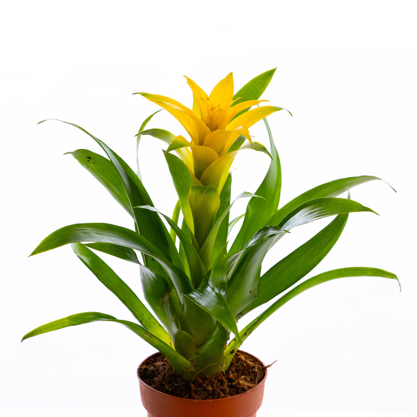Guzmania (Yellow)