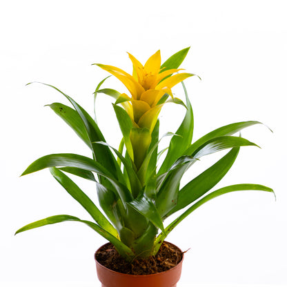 Guzmania (Yellow)