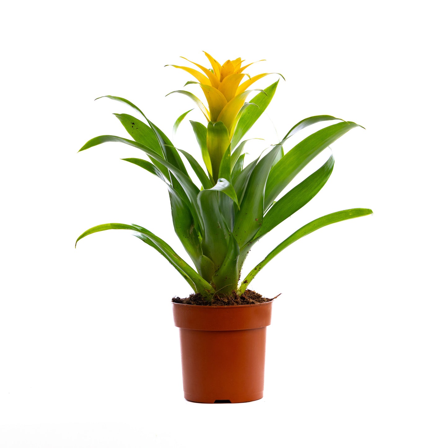 Guzmania (Yellow)