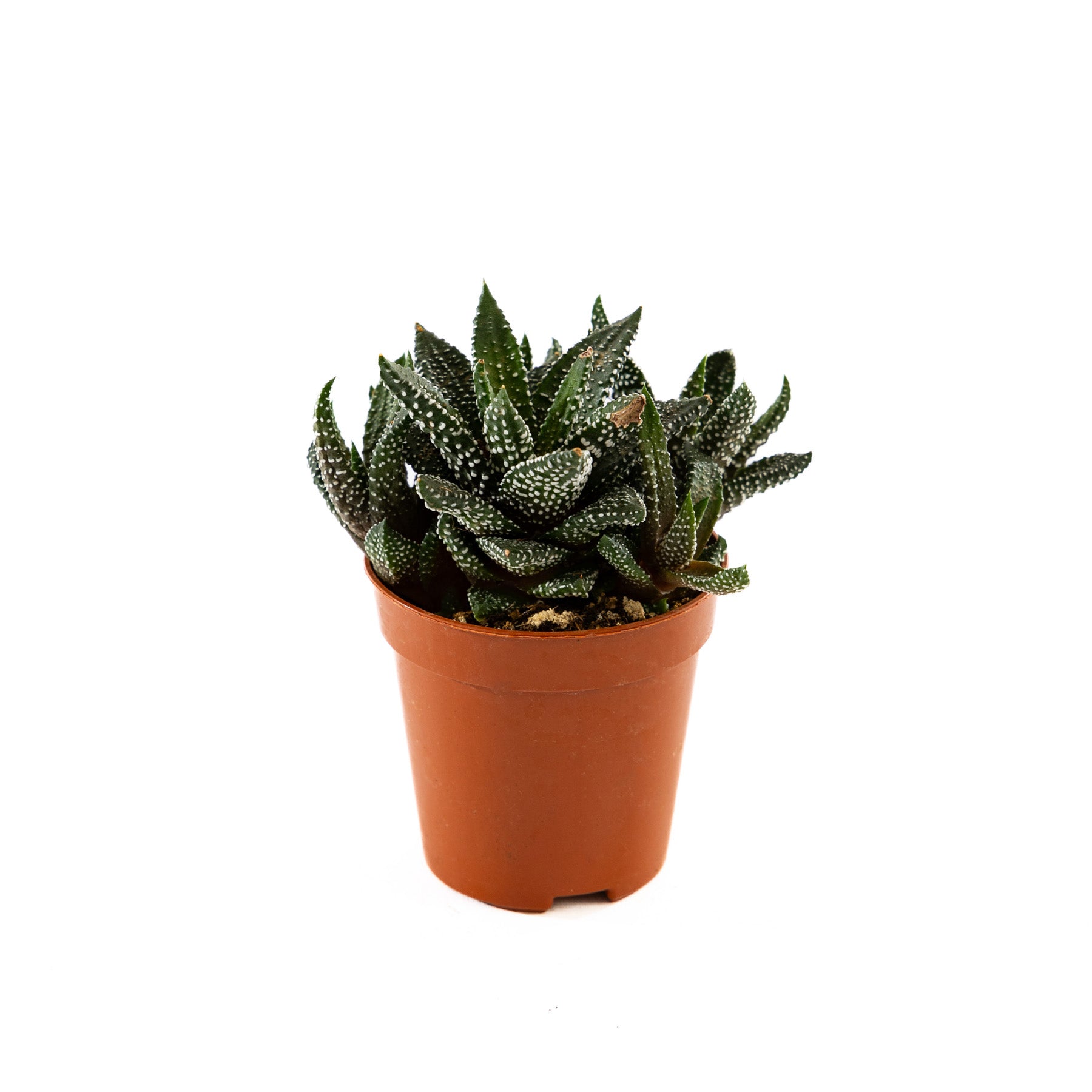 Haworthia plant with rosette-shaped leaves, featuring intricate patterns, perfect for adding a touch of natural artistry to indoor spaces.