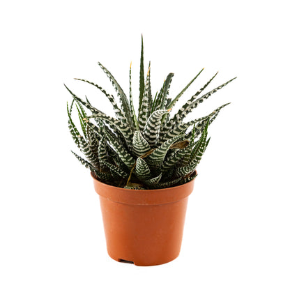 Haworthia plant with rosette-shaped leaves, featuring intricate patterns, perfect for adding a touch of natural artistry to indoor spaces.