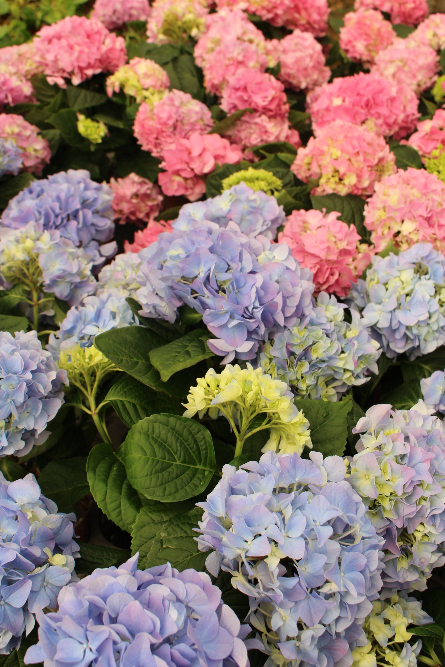 Hydrangea