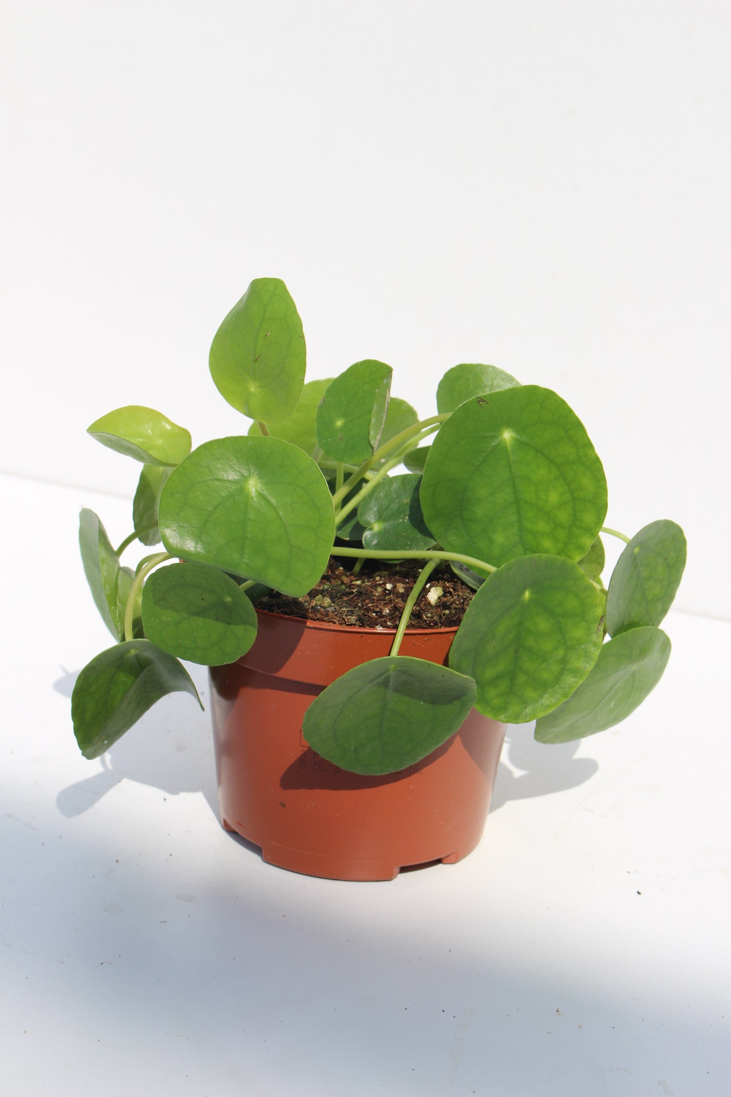 Chinese Money Plant