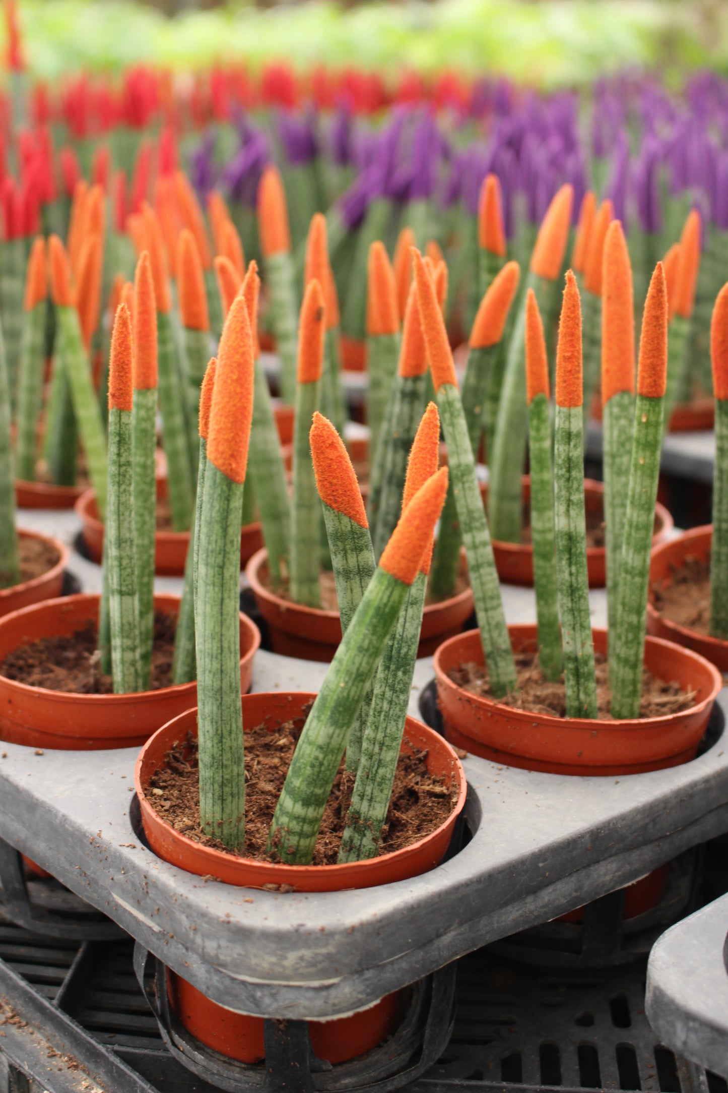 Spear Sansevieria