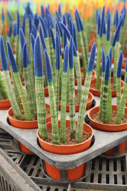 Spear Sansevieria