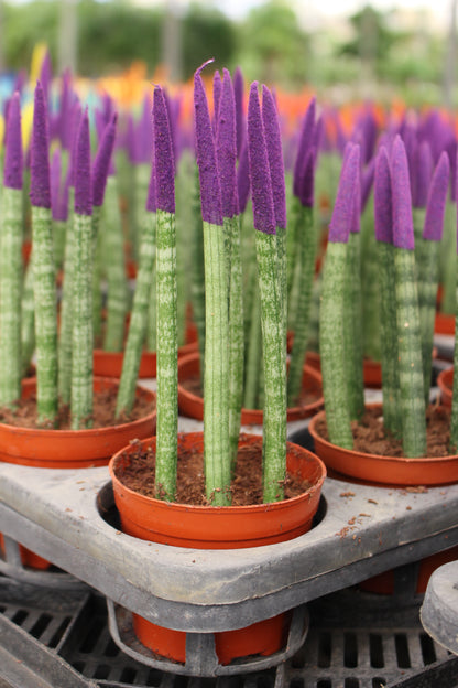 Spear Sansevieria