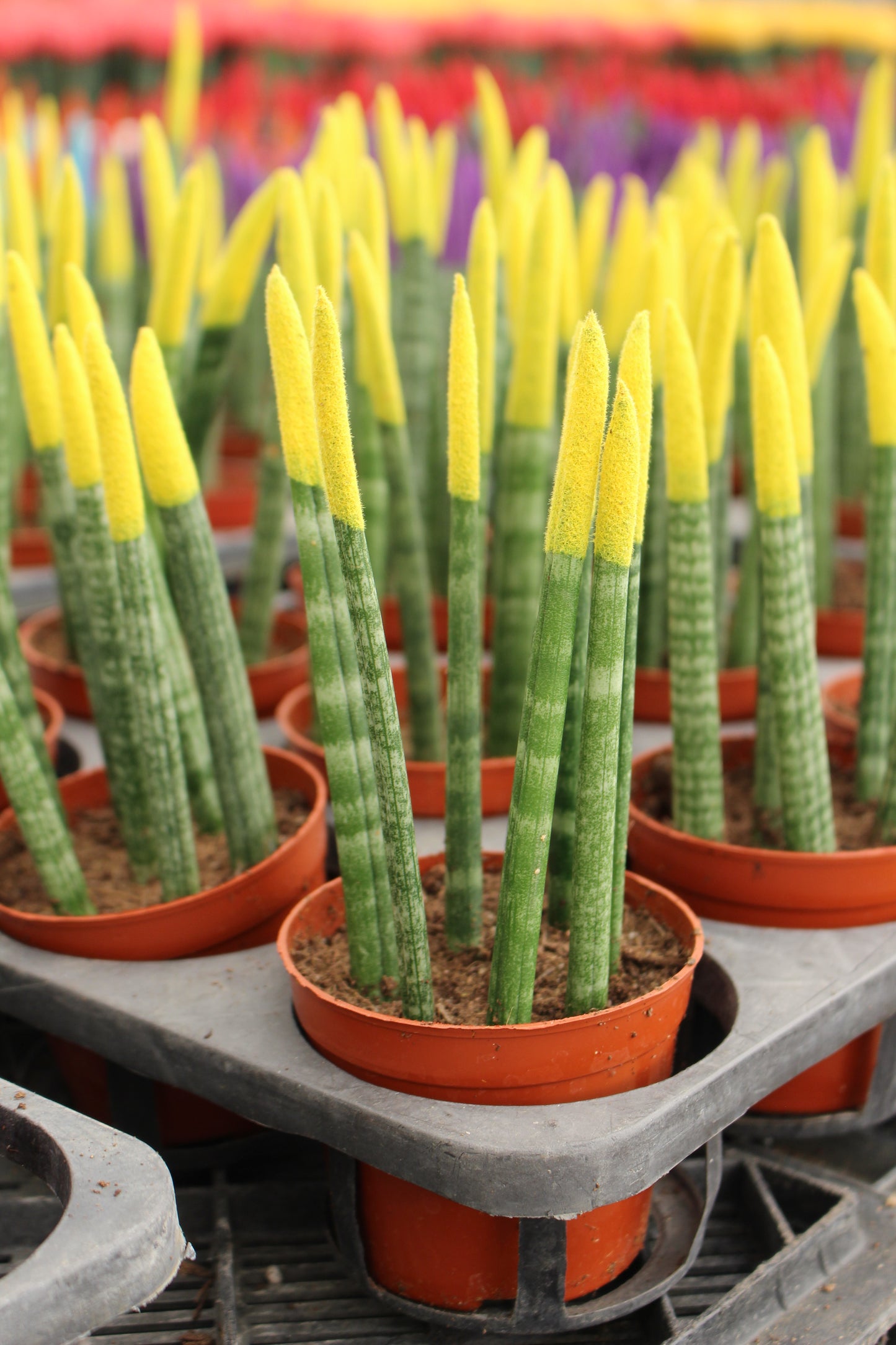 Spear Sansevieria