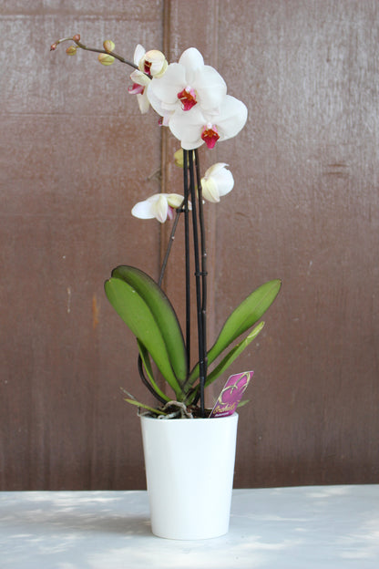Pink Core Moth Orchid