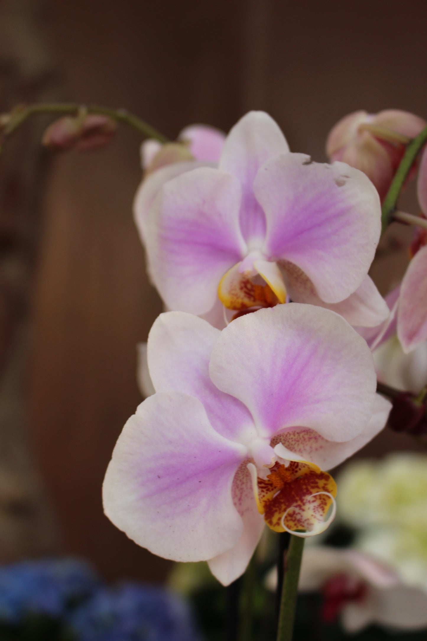 Moth Orchid