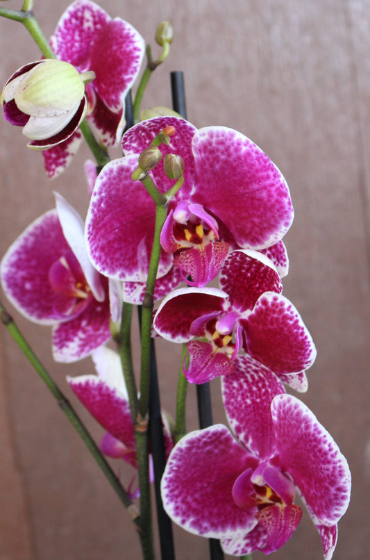 Patchy Pink Moth Orchid